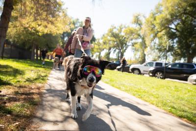 Person walking a dog wearing sunglasses at Strut Your Mutt