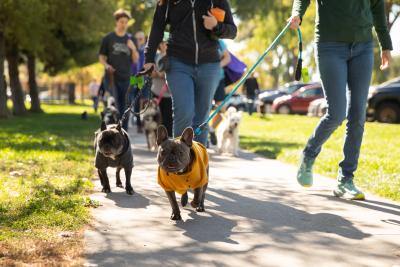 Two people walking two French bulldogs at Strut Your Mutt