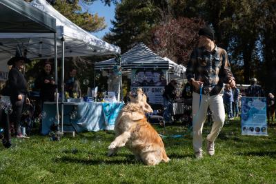 Dog jumping up to catch a bubble in the air at Strut Your Mutt