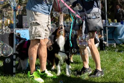 Dog looking up at a bunch of bubbles at Strut Your Mutt