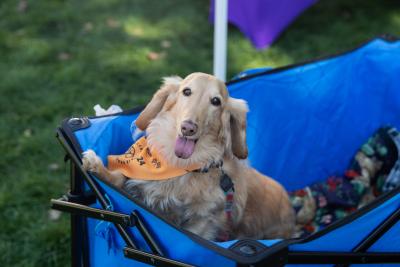 Dog in a blue cart at Strut Your Mutt