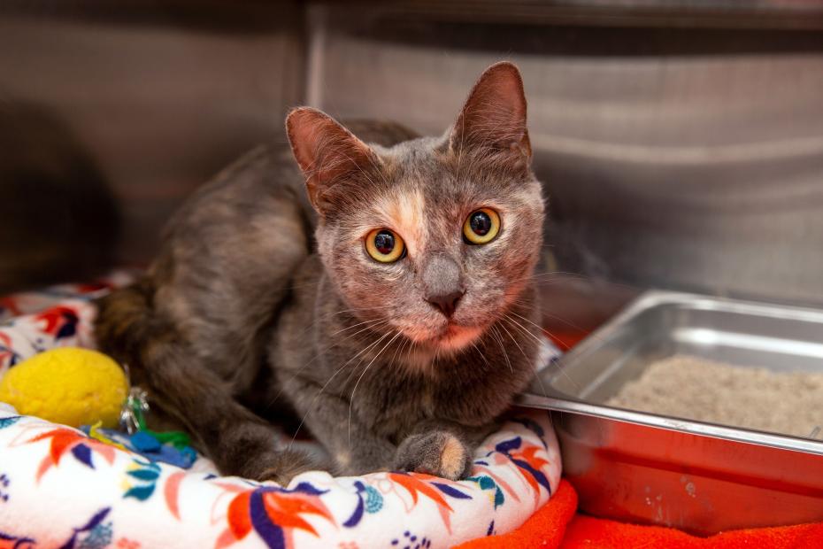 Dilute calico cat next to a small litter pan