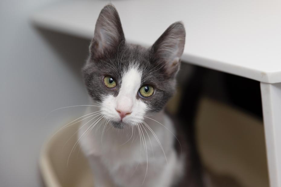 Gray and white cat coming out of a litter pan