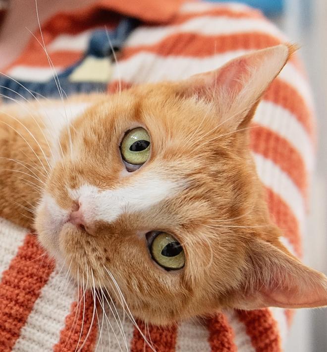 Person wearing an orange and white striped sweater holding an orange and white cat