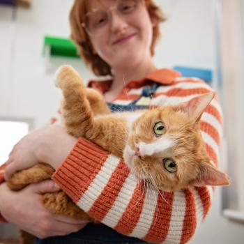 Person wearing an orange and white striped sweater holding an orange and white cat