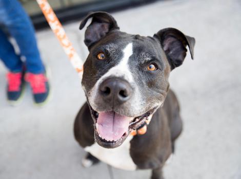 Large black and white pit bull type dog smiling and out on a leashed walk