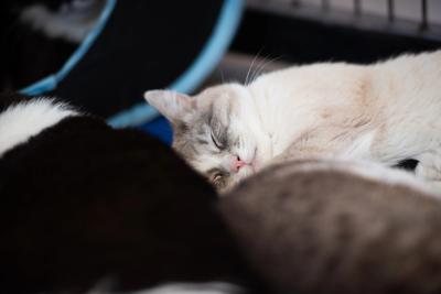 Alice the cat napping next to some other cats