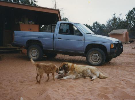 Amra and Rhonda the dogs beside a pick-up truck at Dogtown