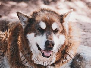 Large fluffy white and brown dog named Mara