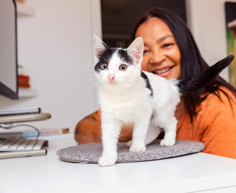 Person working at a computer desk with a kitten