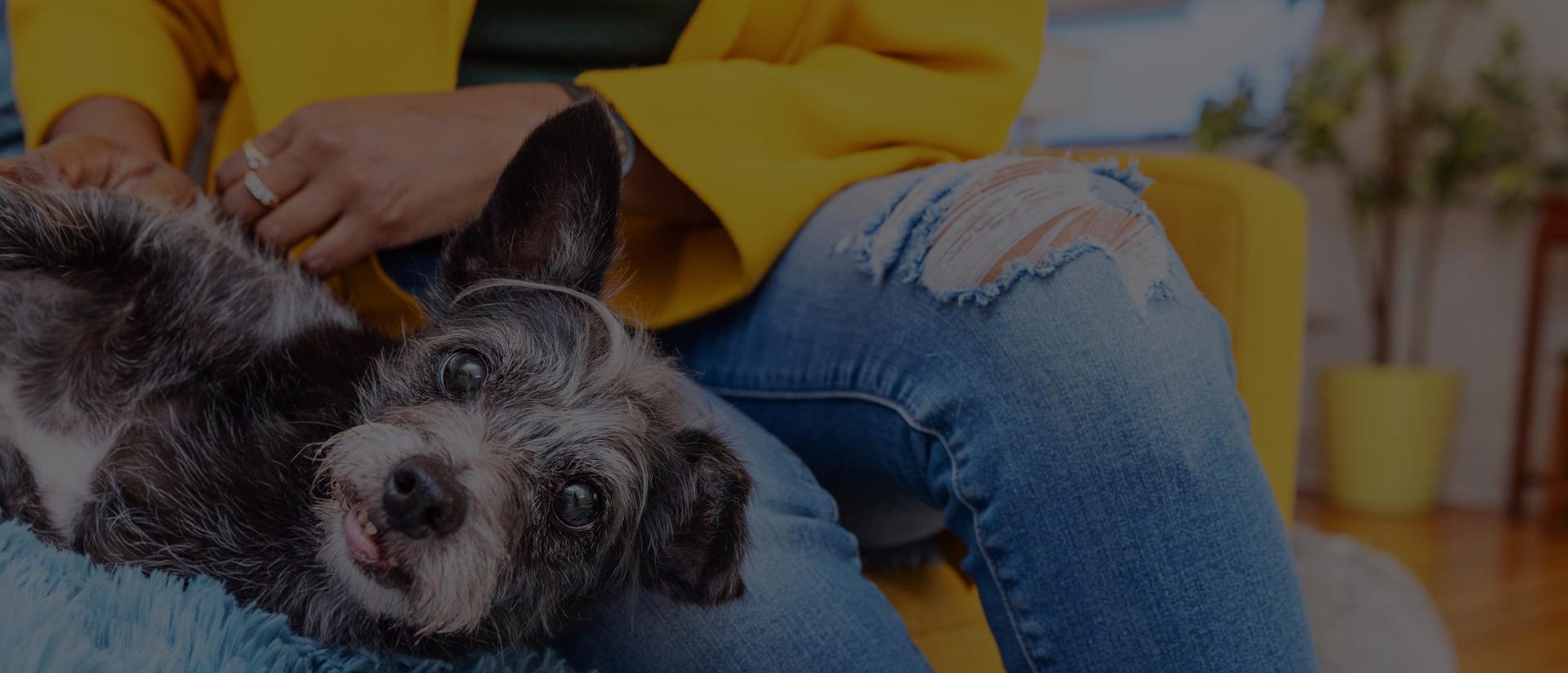 Dog relaxing on a couch with a person