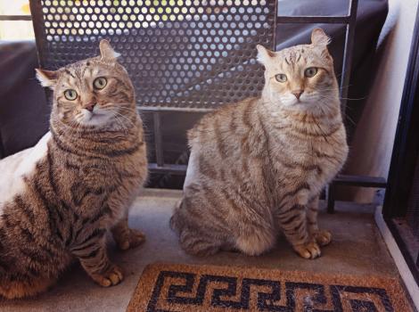 Apollo and Jasper the cats sitting next to each other