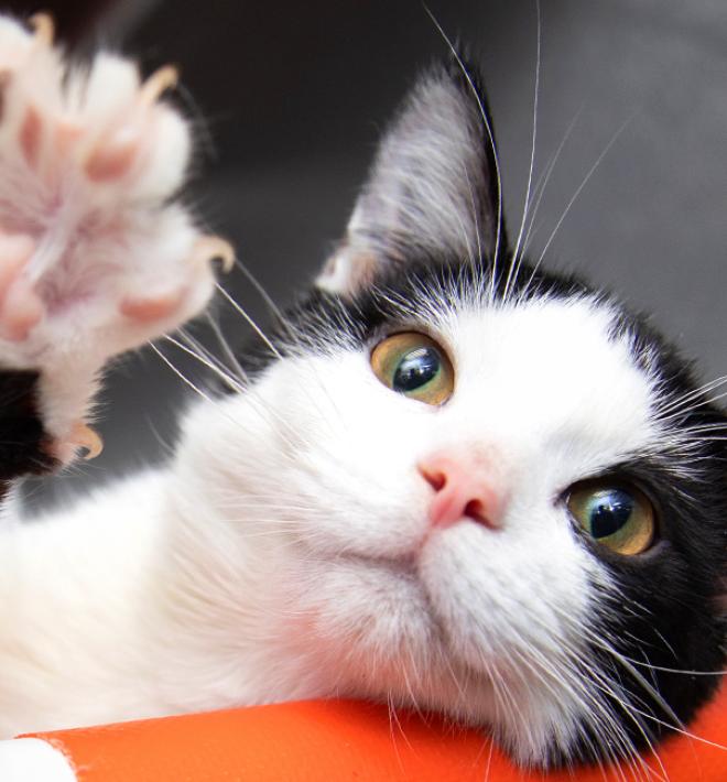 Cat relaxing on a cat bed stretching out its front paw