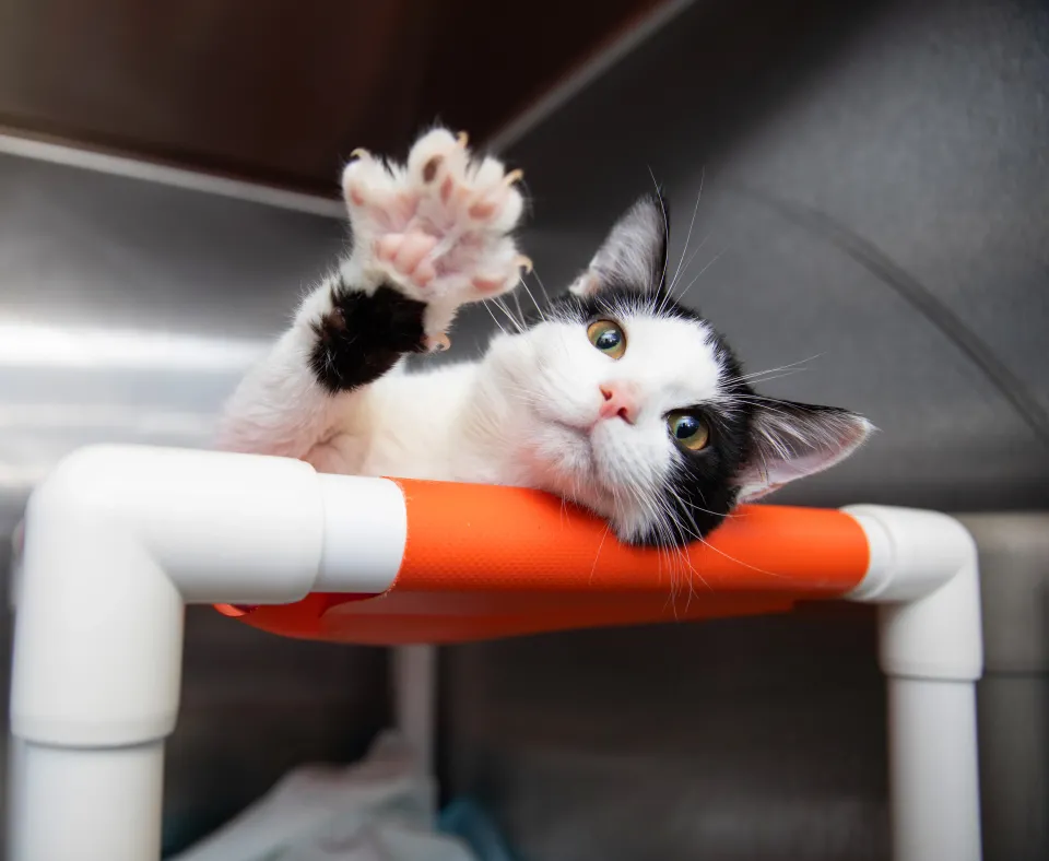 Cat relaxing on a cat bed stretching out its front paw