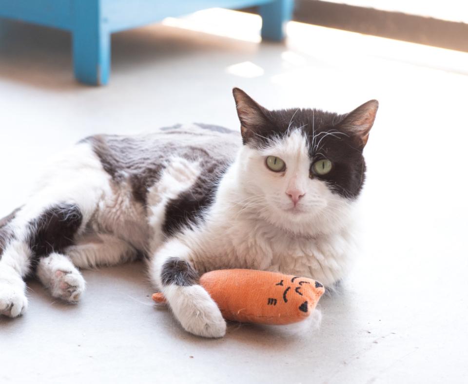 Avalynn the cat lying with a toy