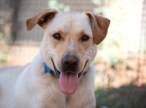 Baja Blast the dog smiling with his tongue out of his mouth