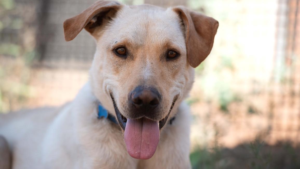 Baja Blast the dog smiling with his tongue out of his mouth