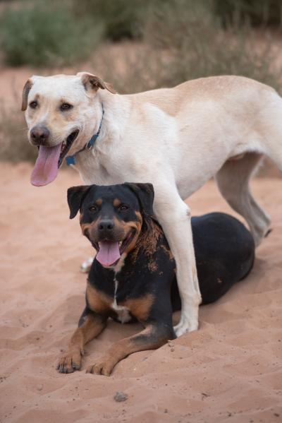 Baja Blast the dog standing over Licorice, his canine pal, both with smiling with their tongues out