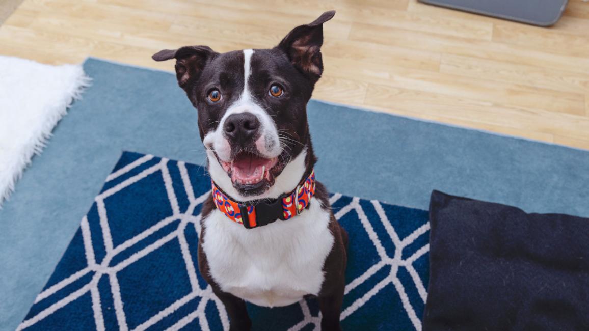 Smiling black and white dog sitting on a carpet