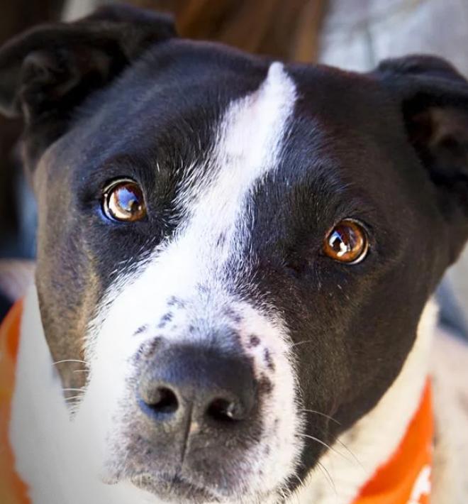 Dog wearing an orange bandana sitting outside with a smiling person