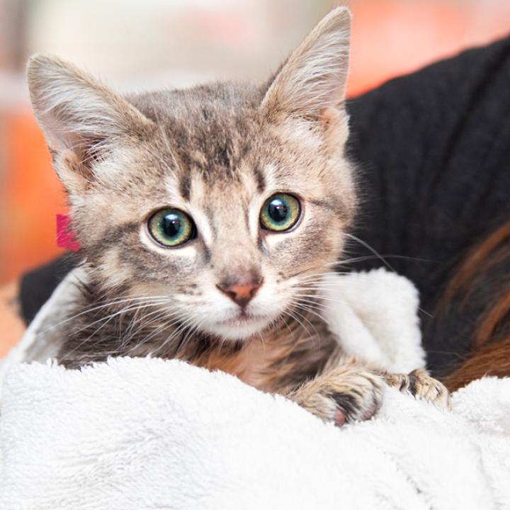 Freshly bathed kitten being cradled in a towel by a person