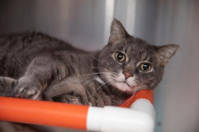 Battleship the cat on a raised bed in a kennel