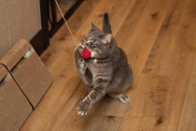 Battleship the cat playing with a wand toy