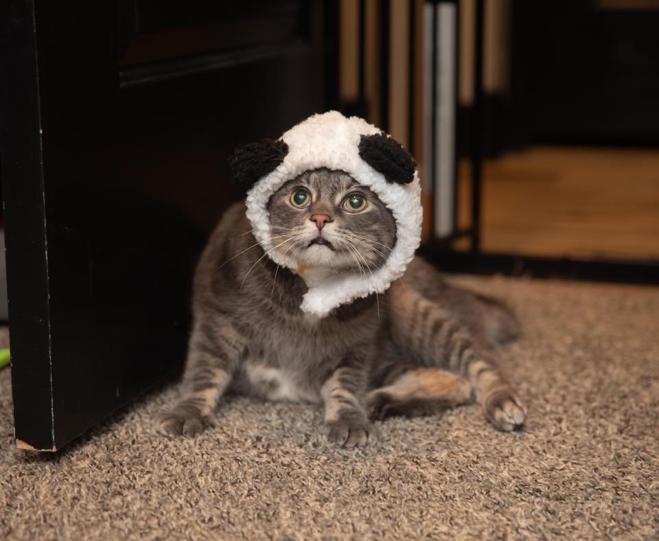 Battleship the cat wearing a pandahat