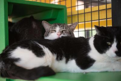 Two cats snuggling together on a green shelf