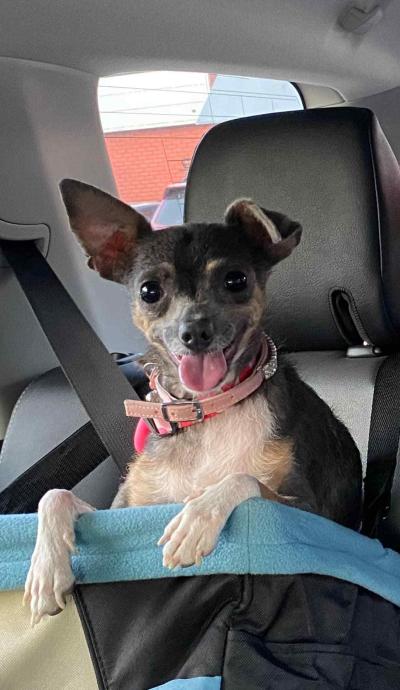 Berry the dog very happy while out for a ride in the car