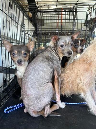 Berry with other dogs rescued from overcrowding