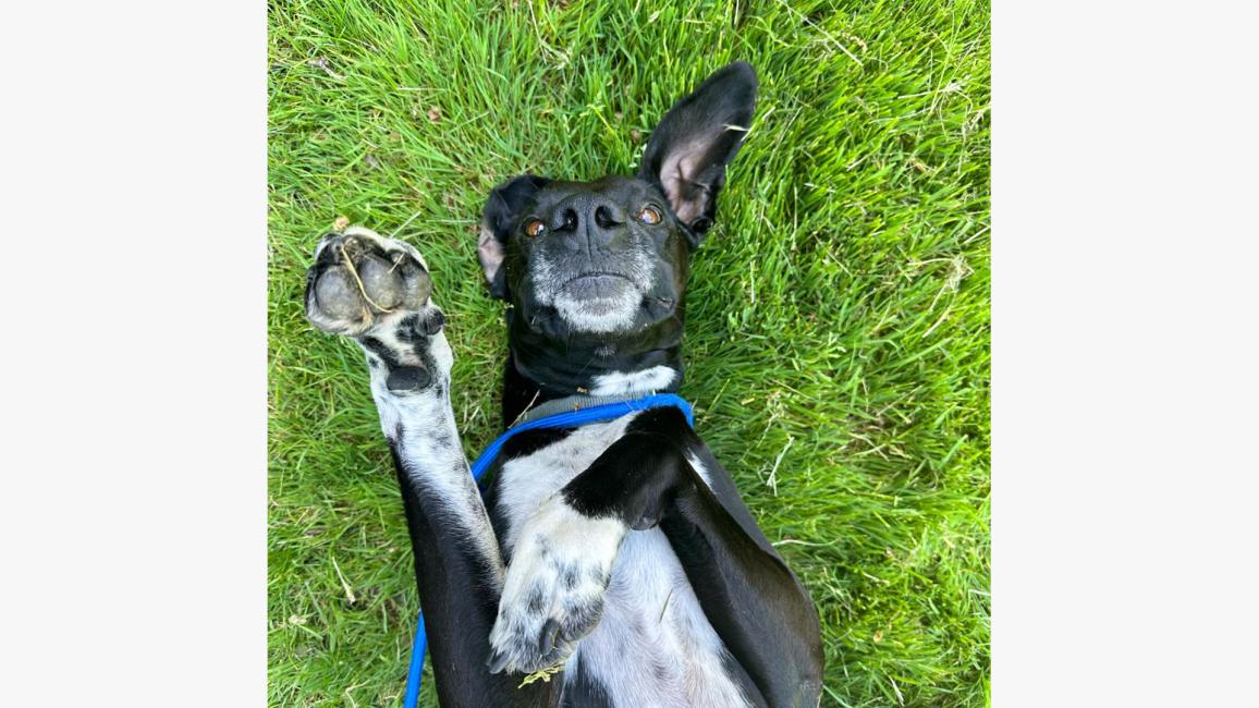 Bert the dog lying in the grass on his back with his feet up