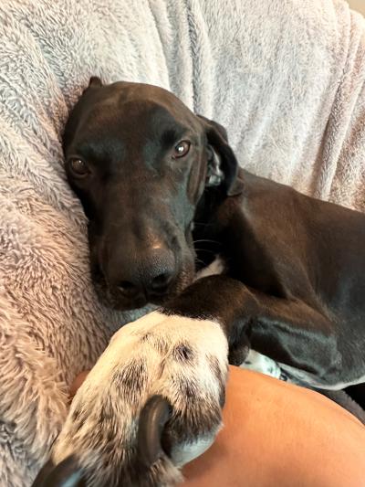 Bert the dog lying down with his front paw touching a person