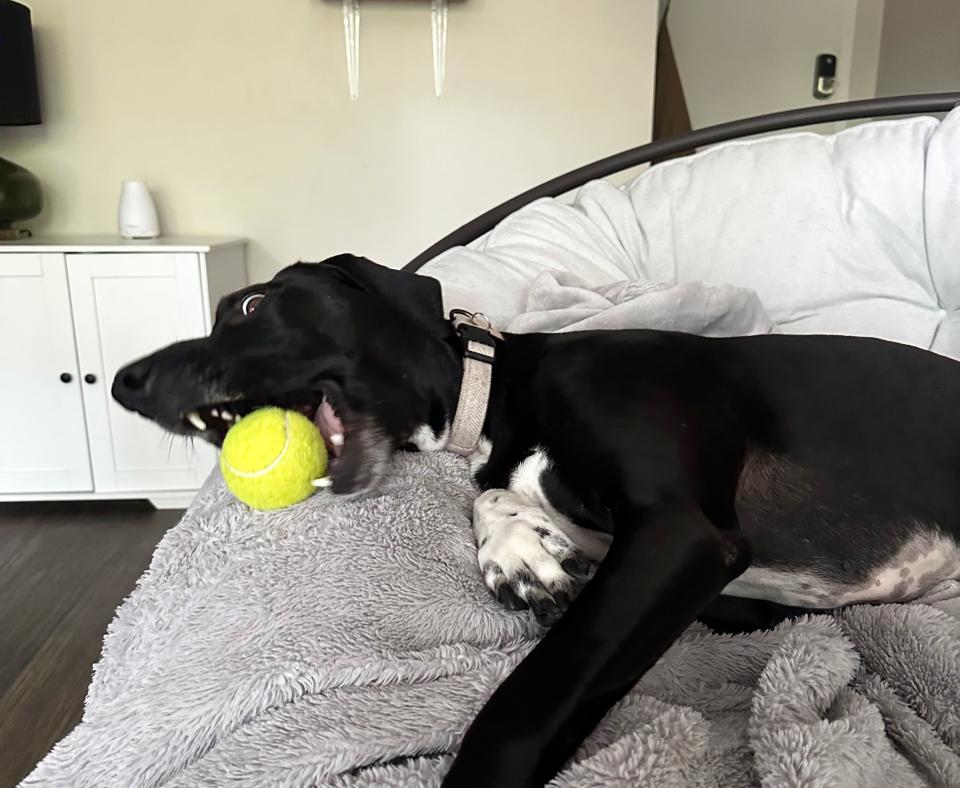 Bert the dog with a tennis ball in his mouth