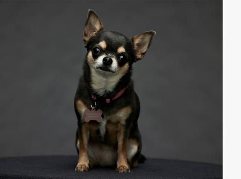 Betty the Chihuahua from the television program "Wlll Trent"