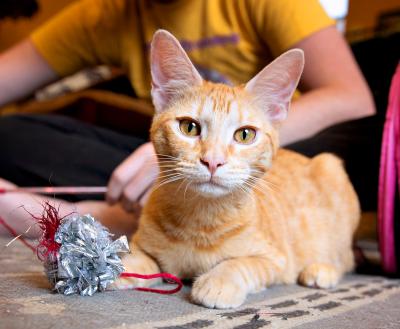 Kitten playing on a rug with a person