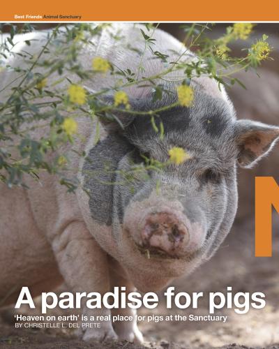 A paradise for pigs magazine article preview