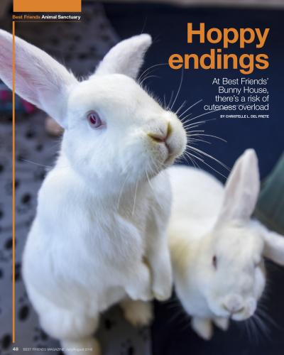 Two white bunnies on cover of article