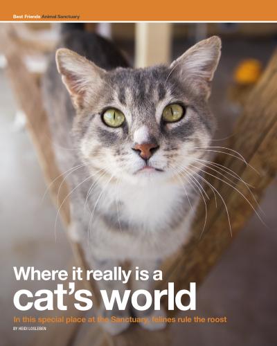 Preview of It's a Cat's World Article