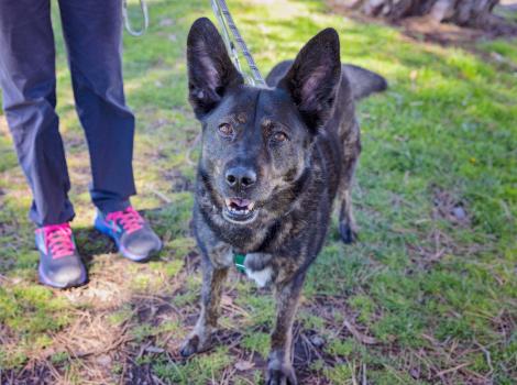 Person walking a heeler-type dog outside