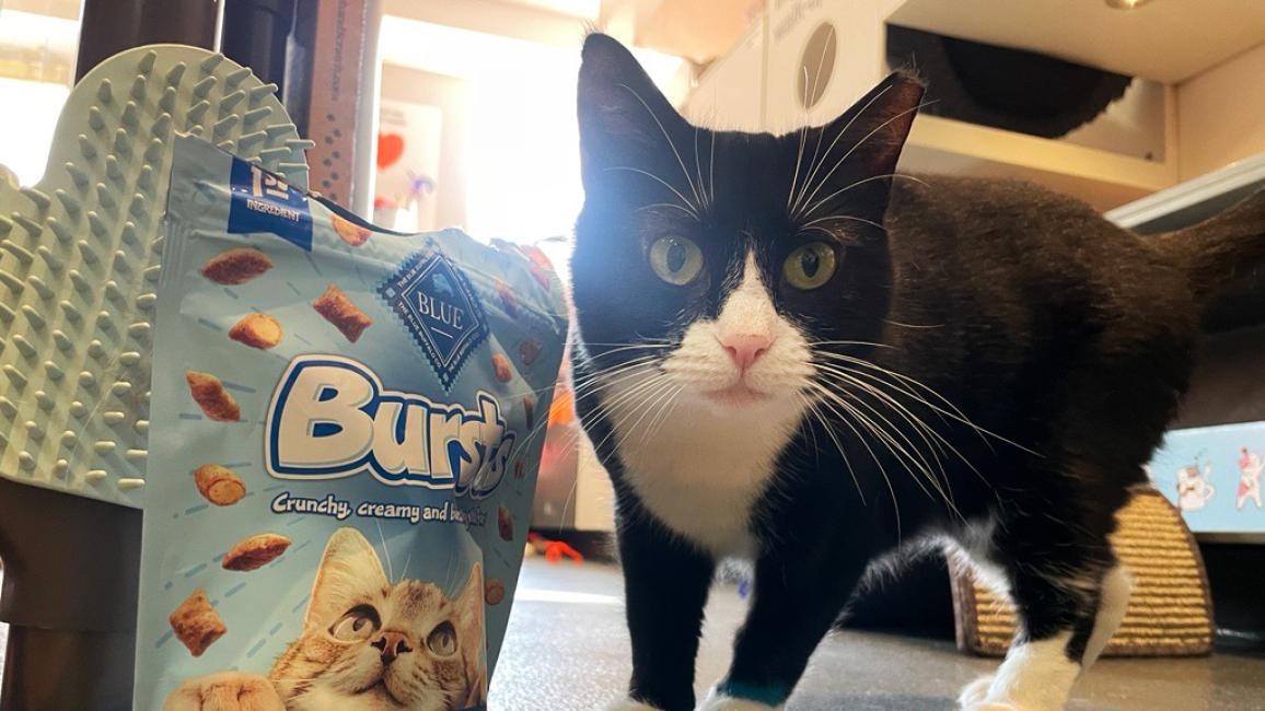 Black and white cat next to a bag of Blue Buffalo cat treats