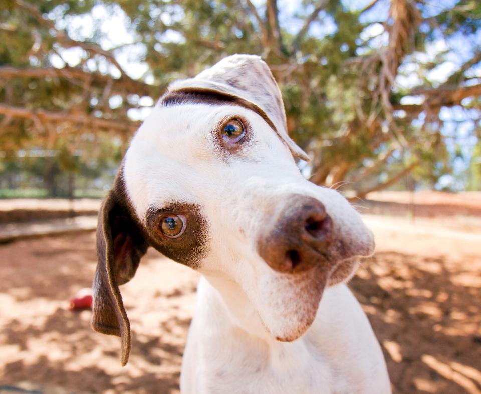 Big dog tilting its head to the side