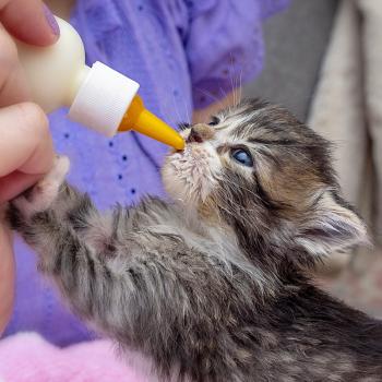 Tabby cat being bottle fed