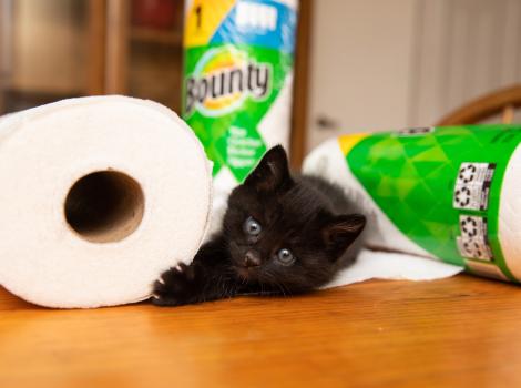 Black kitten lying by some Bounty paper towels