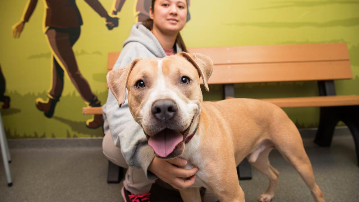 Person with a brown and white pit-bull-type dog in front of a bench