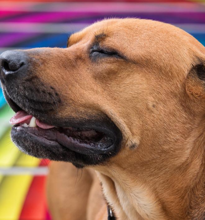 Brown dog in front of rainbow mural