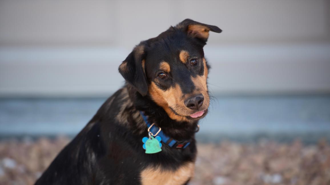 Brook the dog wearing a collar and tag