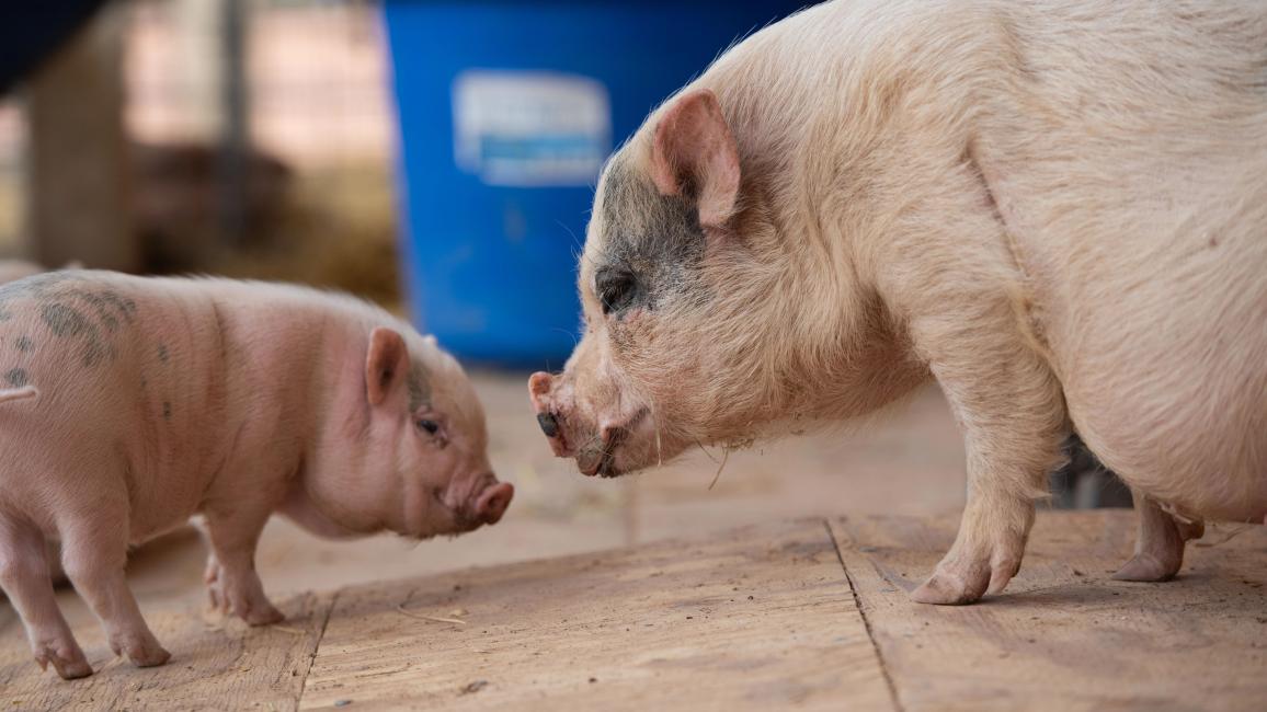 Brooke the pig next to a piglet