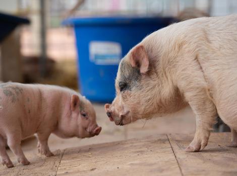 Brooke the pig next to a piglet