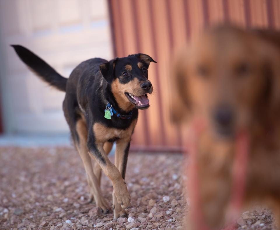 Brook the dog outside with another dog